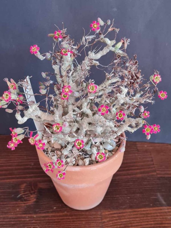 Tylecodon schaeferianus 