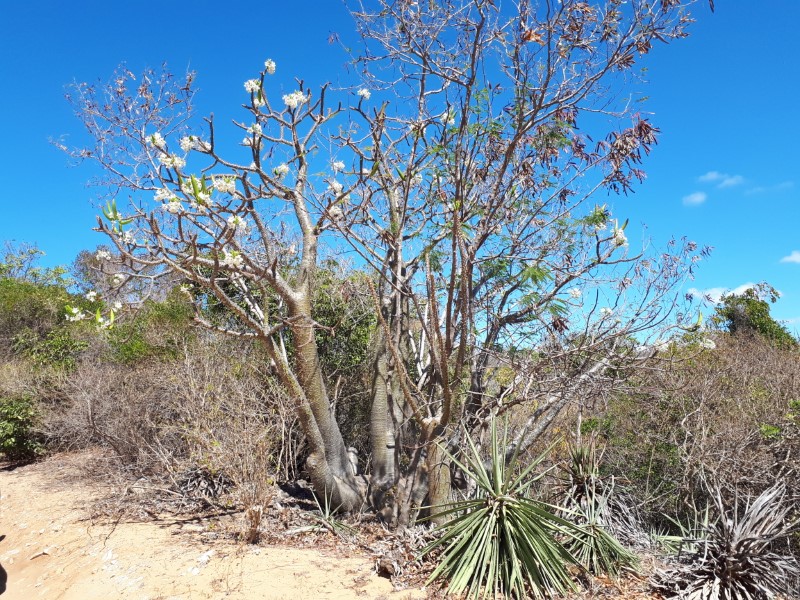 Pachypodium rutenbergianum 