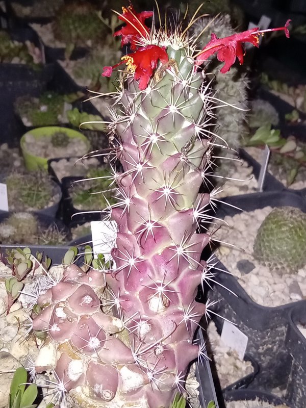 Mammillaria poselgeri 