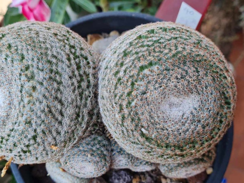 Mammillaria microthele  v. superfina 