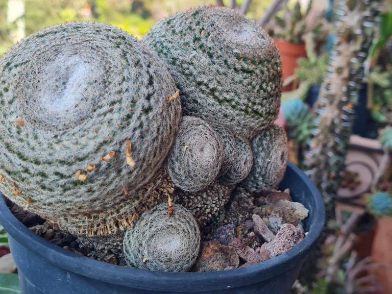 mammillaria microthele  v. superfina