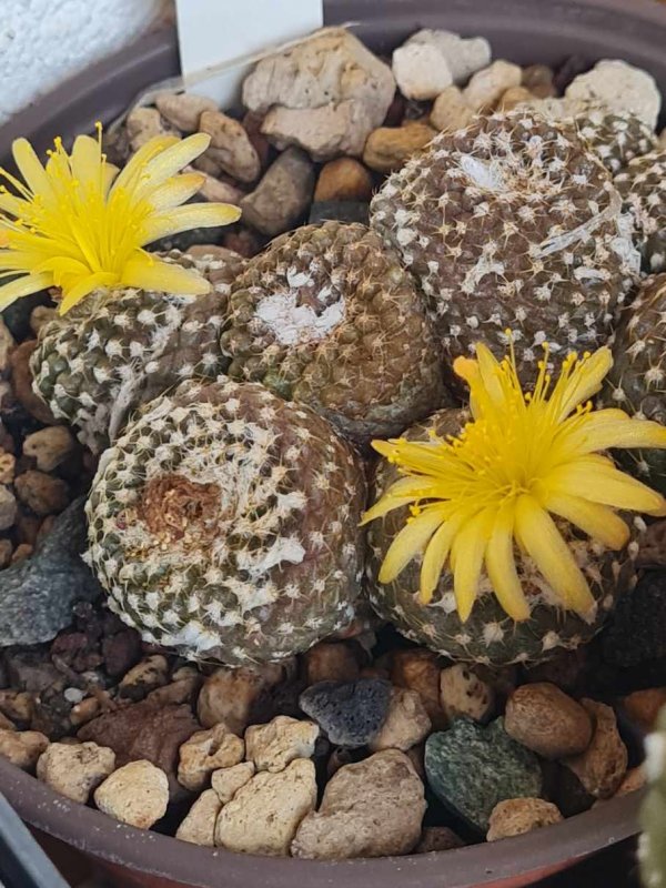 Copiapoa laui 
