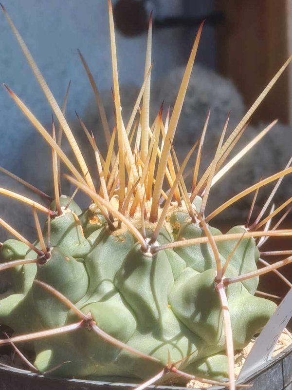 Thelocactus nidulans 