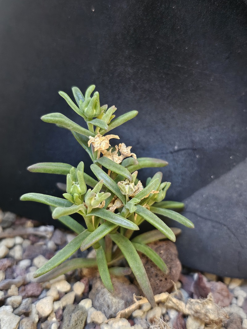 Delosperma napiforme 