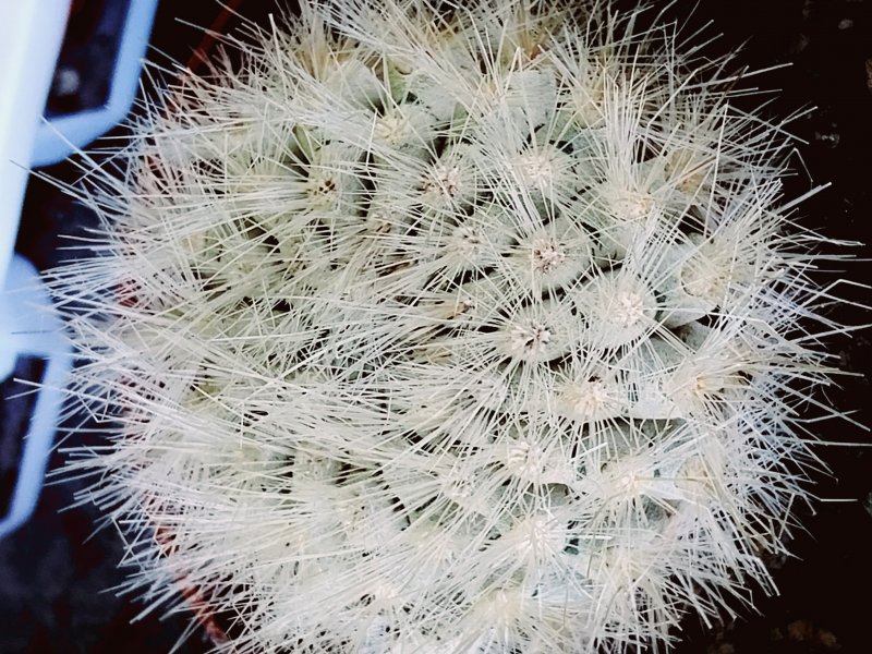 Parodia penicillata 