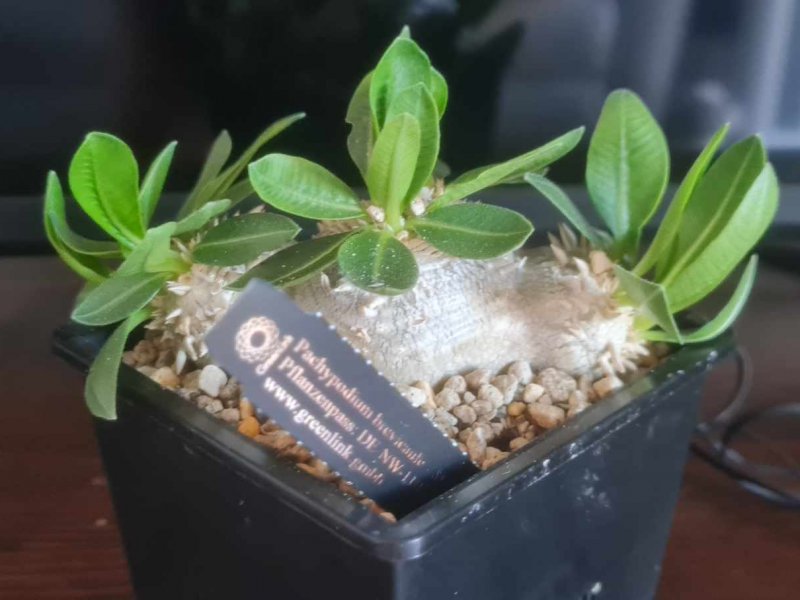 Pachypodium brevicaule 