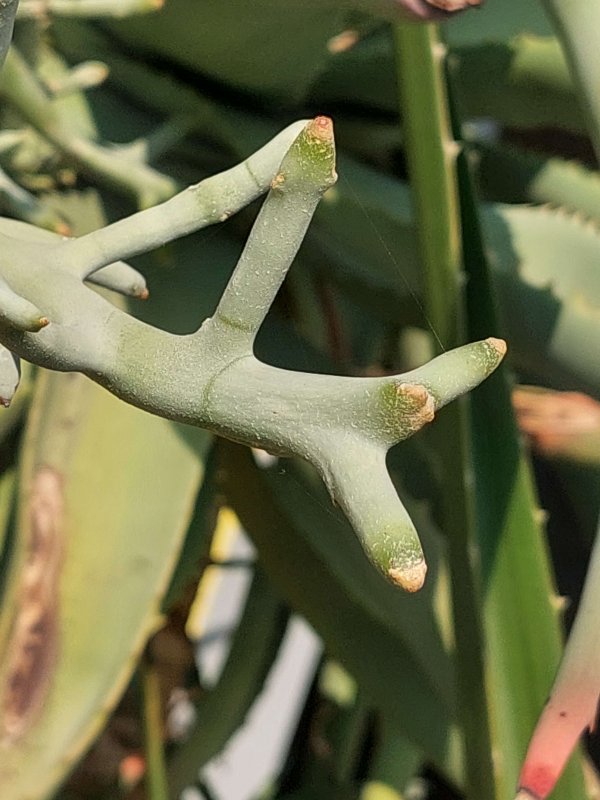 Euphorbia stenoclada ssp. ambatofinandranae 