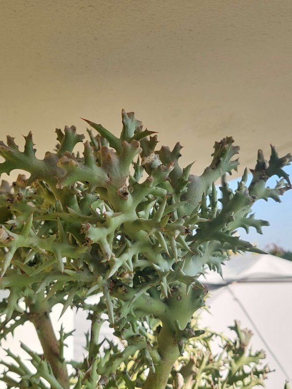 Euphorbia stenoclada 