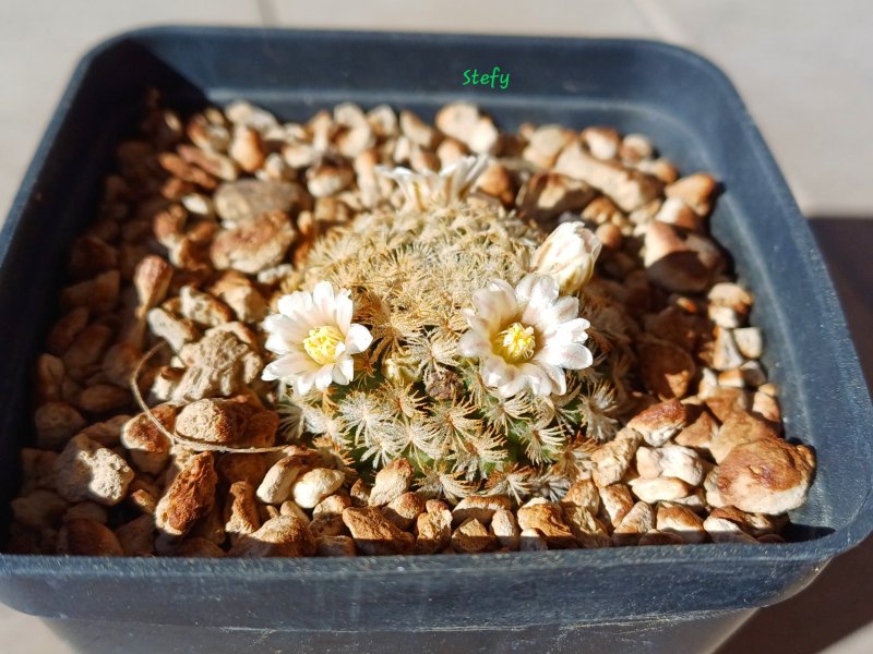 Mammillaria roemeri 