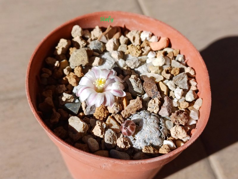 Mammillaria sanchez-mejoradae 