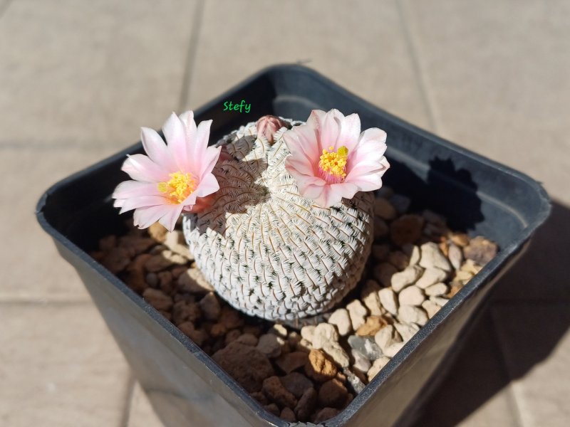 Mammillaria pectinifera 