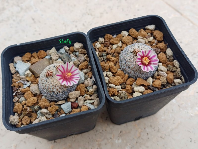 Mammillaria hermosana 