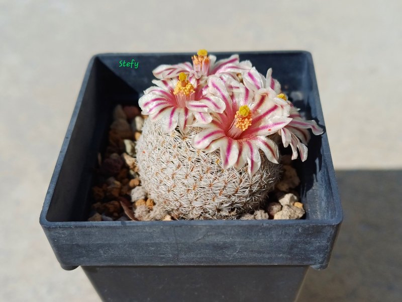 Mammillaria hermosana 