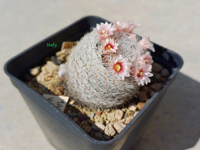 Mammillaria viescensis 