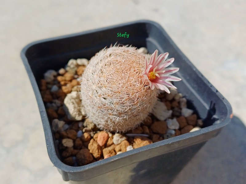 Mammillaria lasiacantha 