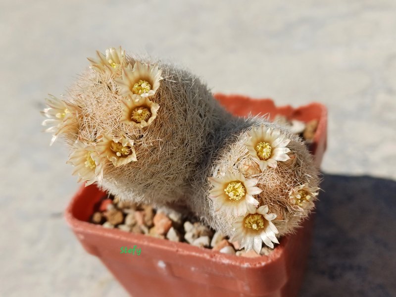 Mammillaria magallanii 