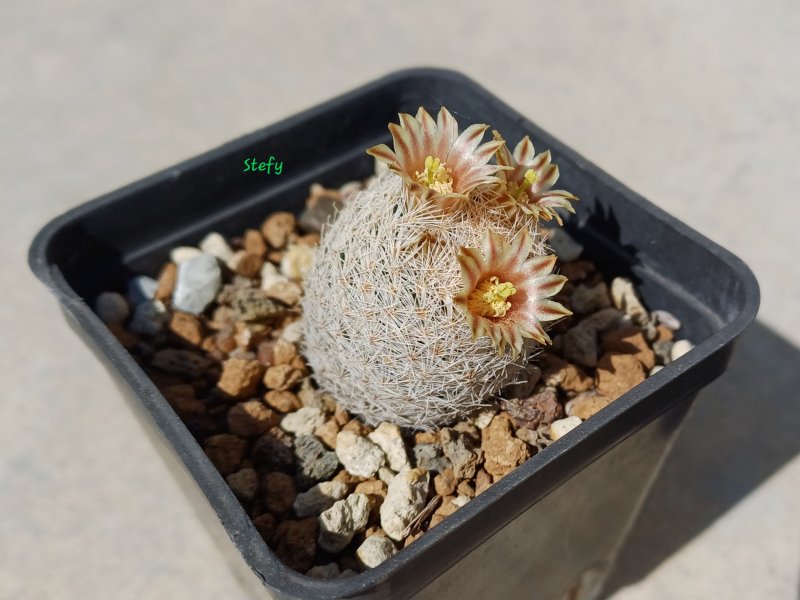 mammillaria lasiacantha v. denudata