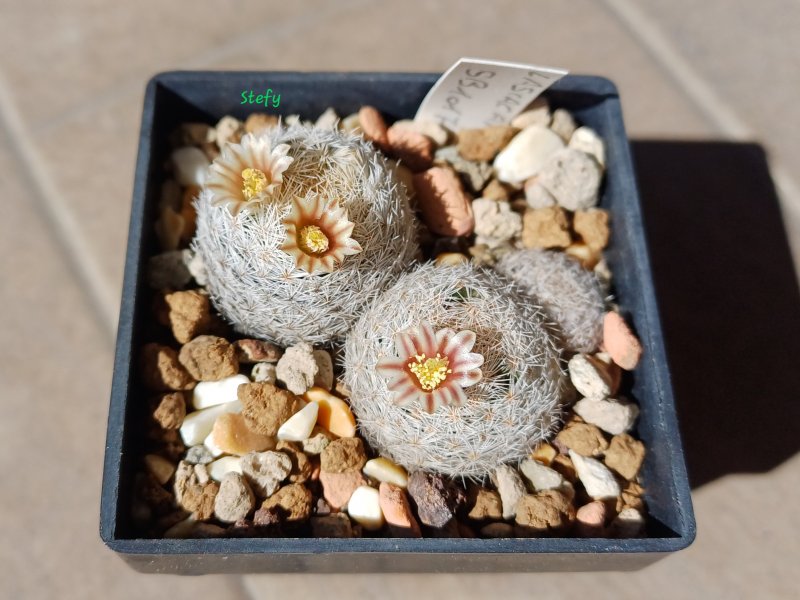 Mammillaria magallanii SB 1017