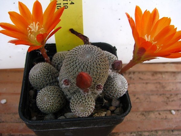 Rebutia heliosa WR 314