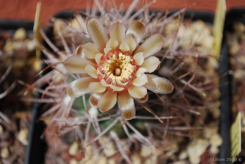 gymnocalycium mazanense v. ferox