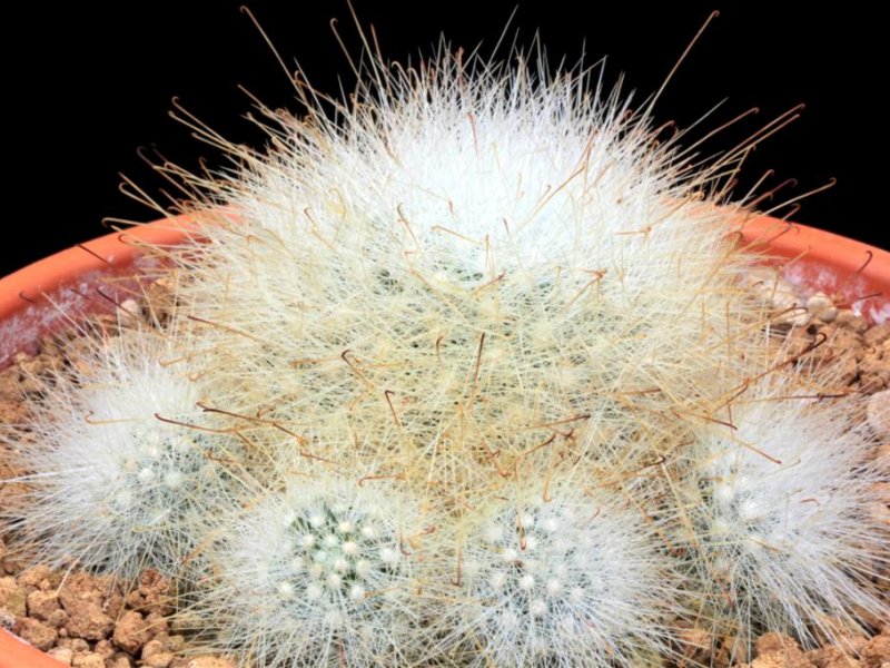 Mammillaria senilis 