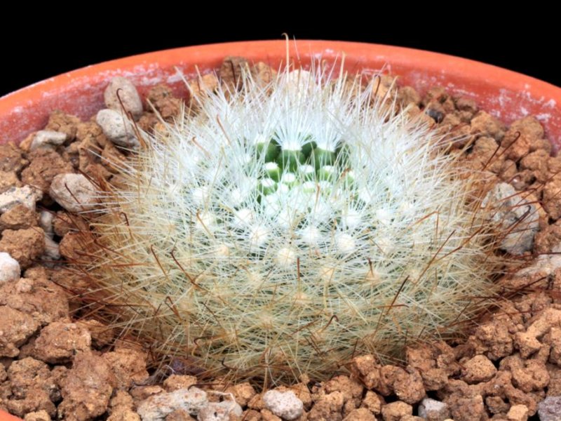 Mammillaria senilis 