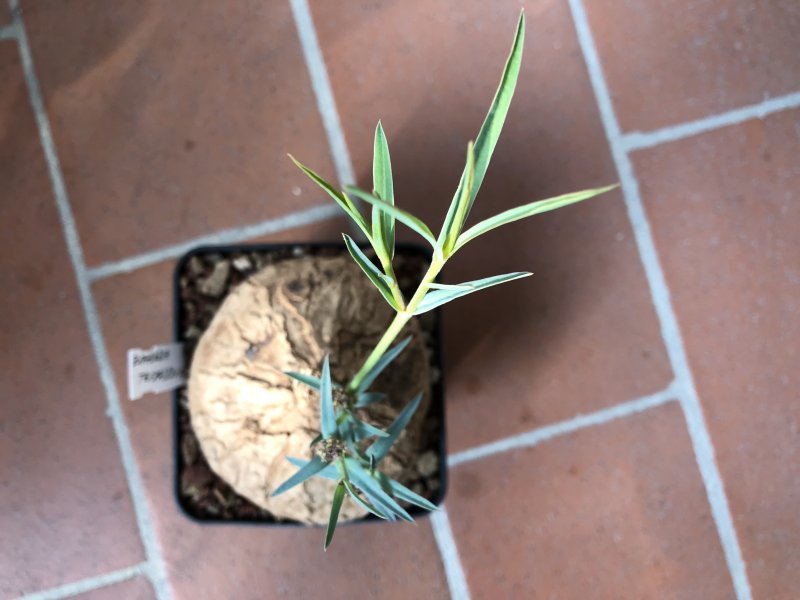 Euphorbia trichadenia 