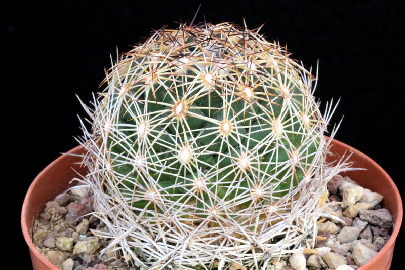 Coryphantha sp. ORB 3.31