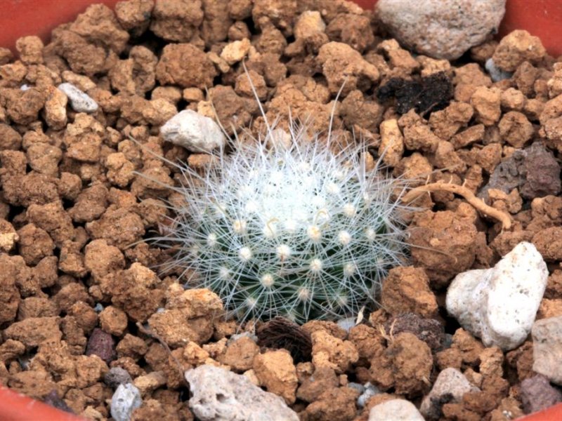 Mammillaria senilis 