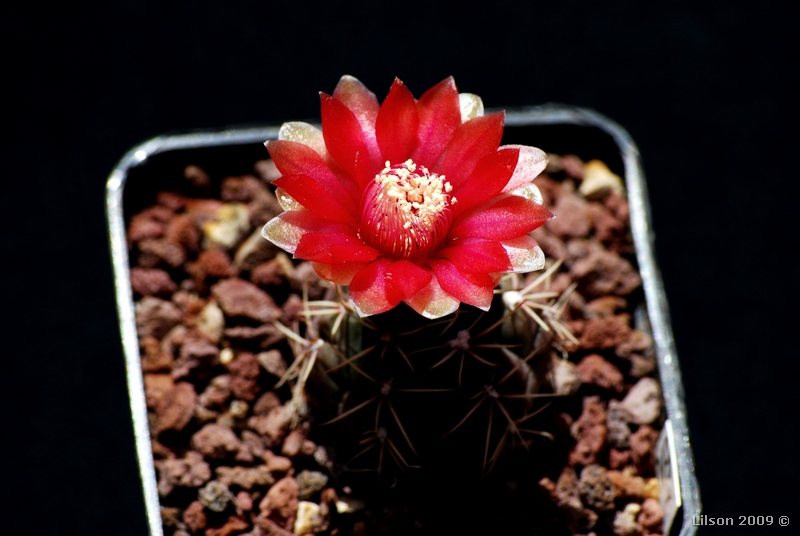 Gymnocalycium baldianum LB1243