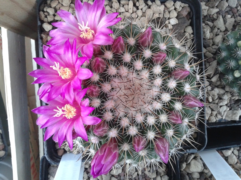 Mammillaria melanocentra ssp. rubrograndis 