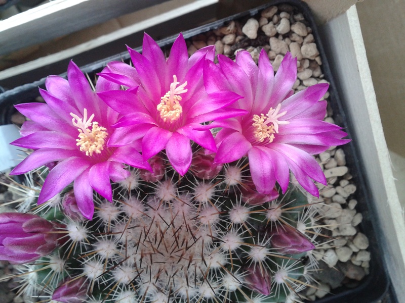 Mammillaria melanocentra ssp. rubrograndis 