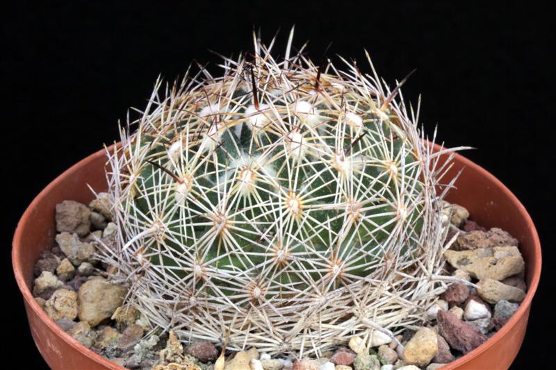 Coryphantha sp. ORB 3.31