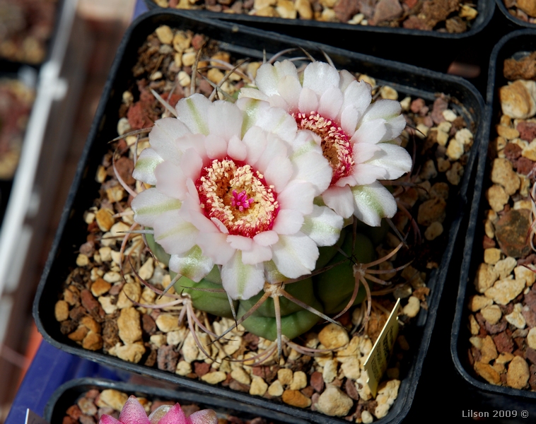 Gymnocalycium pflanzii v. albipulpa 