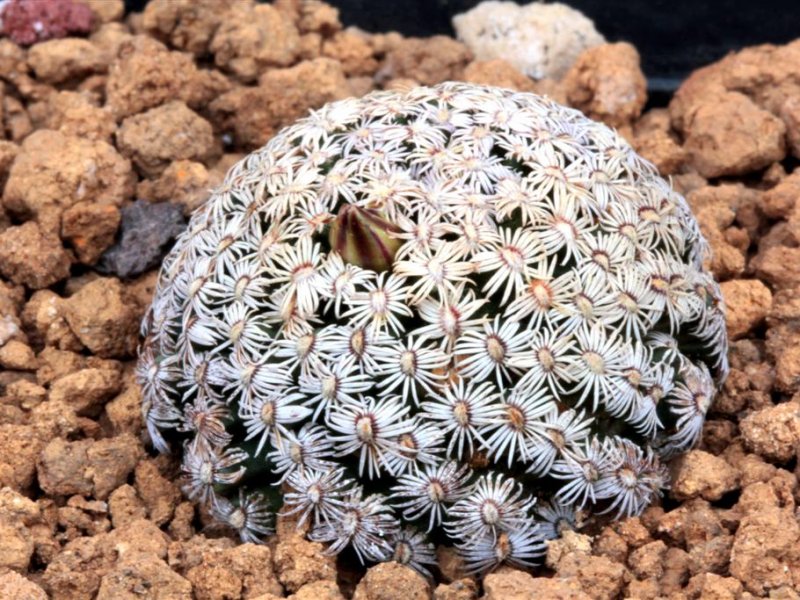 Mammillaria hernandezii 