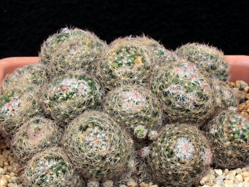 Mammillaria picta  