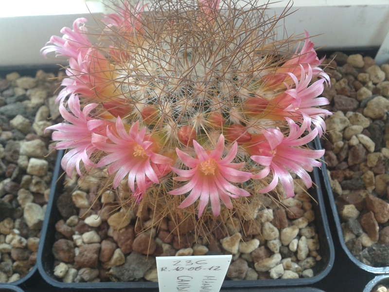 Mammillaria rekoi ssp. leptacantha 