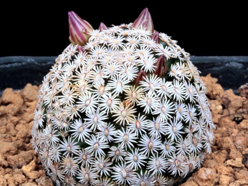 Mammillaria hernandezii 