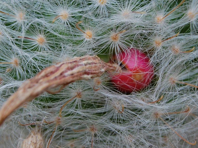 Mammillaria guelzowiana 