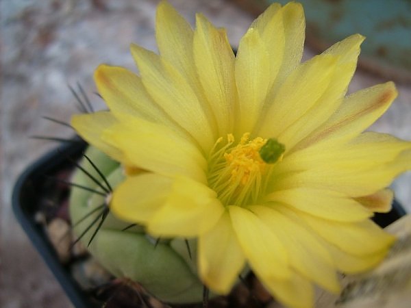 Ortegocactus macdougallii 