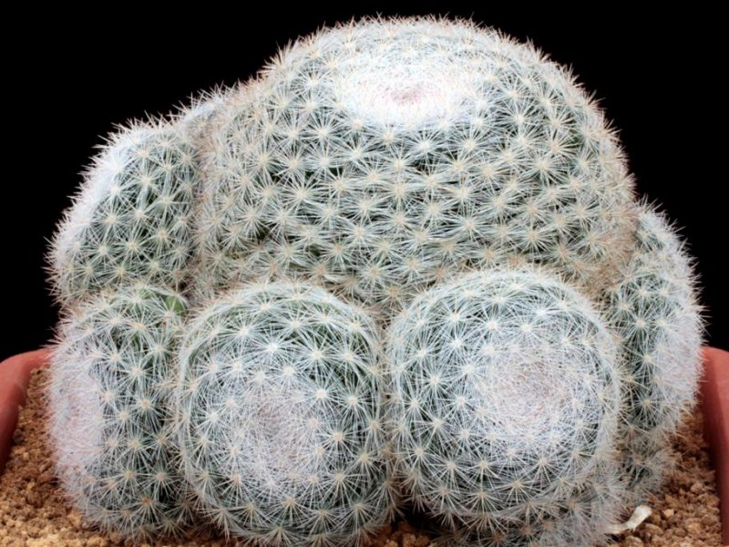 Mammillaria candida 