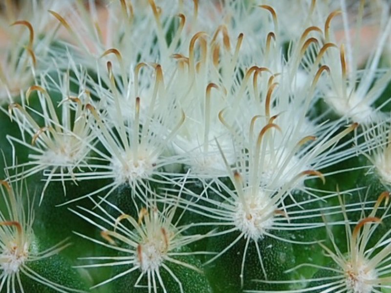 Mammillaria tepexicensis 