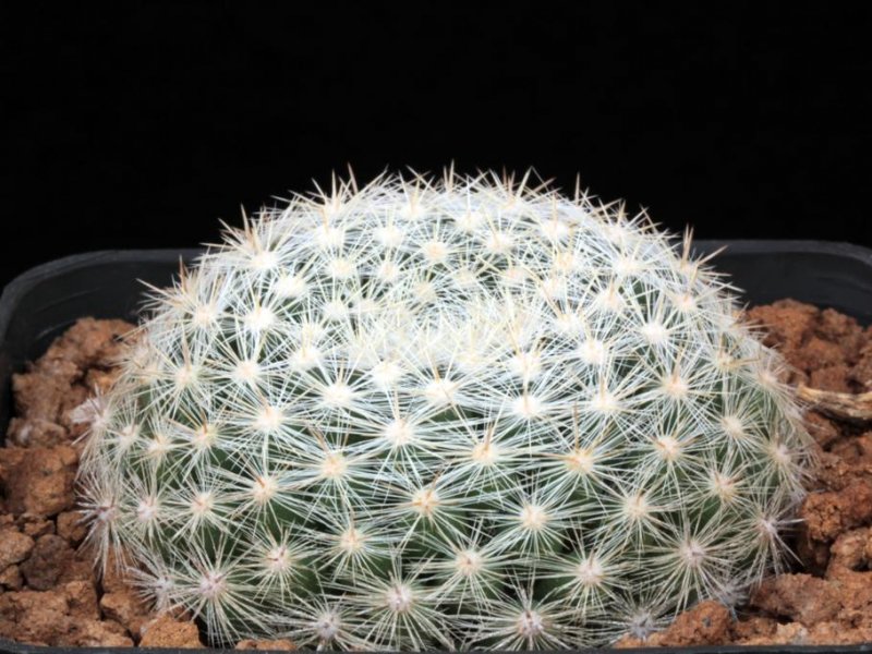 Mammillaria candida v. estanzuelensis Z 27