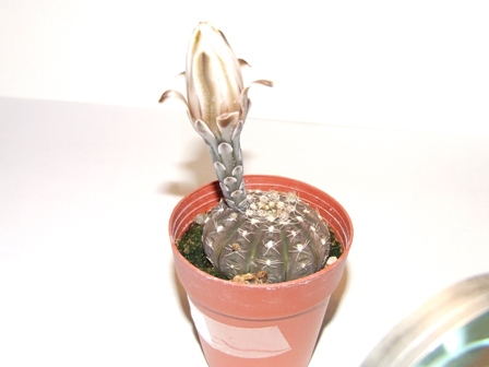Gymnocalycium ragonesi 