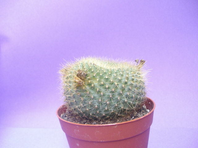  Rebutia 