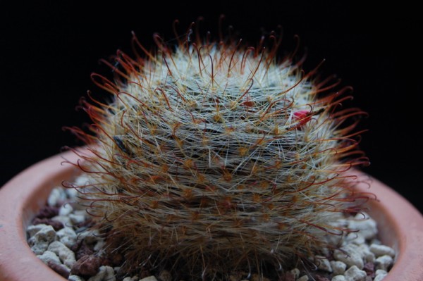 Mammillaria pygmaea 