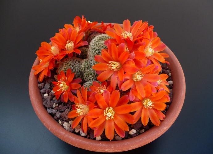 Rebutia theresae 