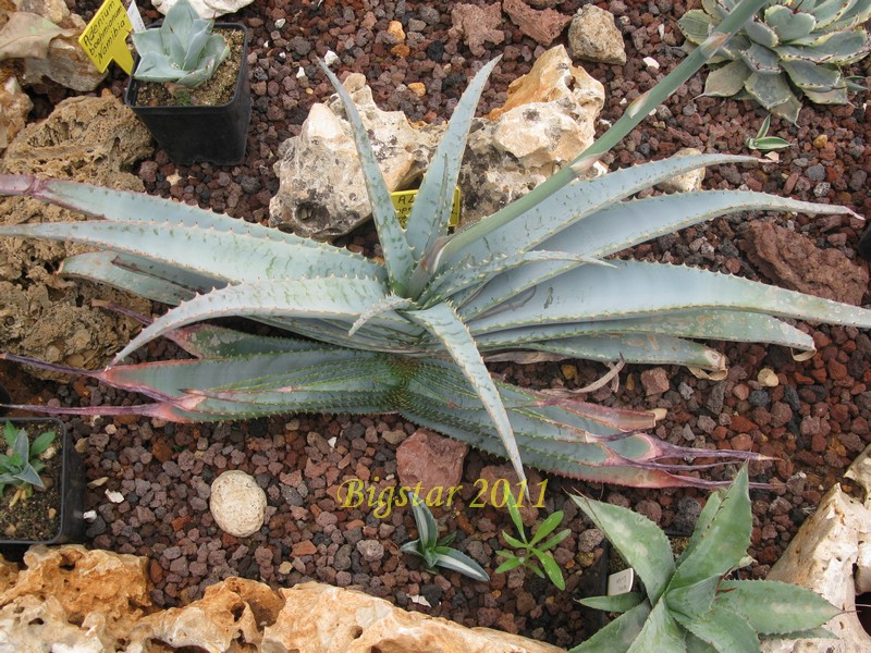 Aloe suprafoliata 