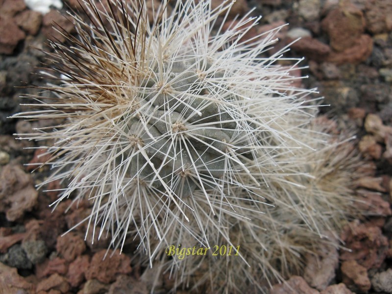 Copiapoa krainziana v. brunispina 