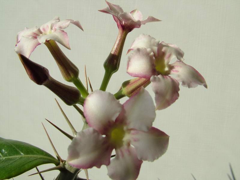 Pachypodium saundersii 